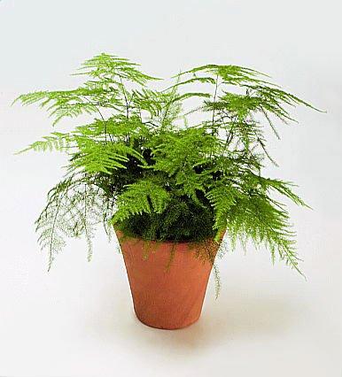 گیاه گردی (مارچوبه سرخسی)