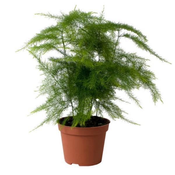 گیاه گردی (مارچوبه سرخسی)