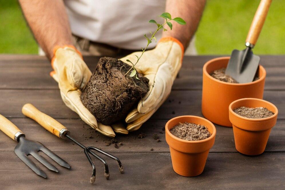 جابجایی ریشه گیاه