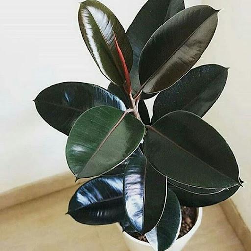 فیکوس بلک