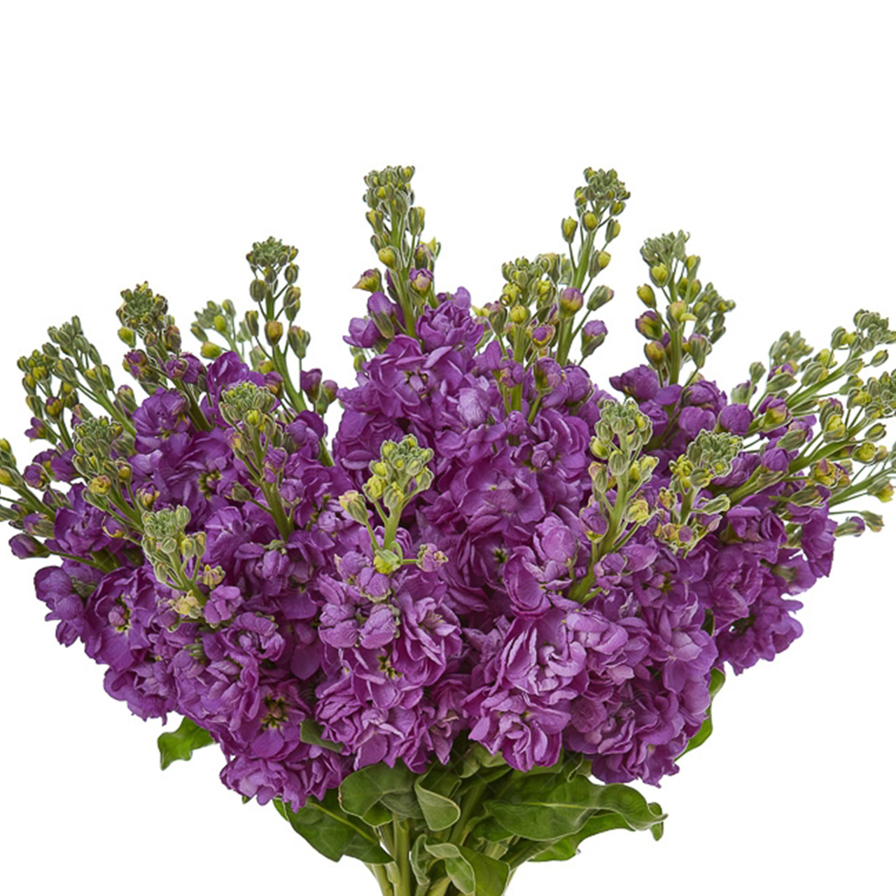 گل شب بو