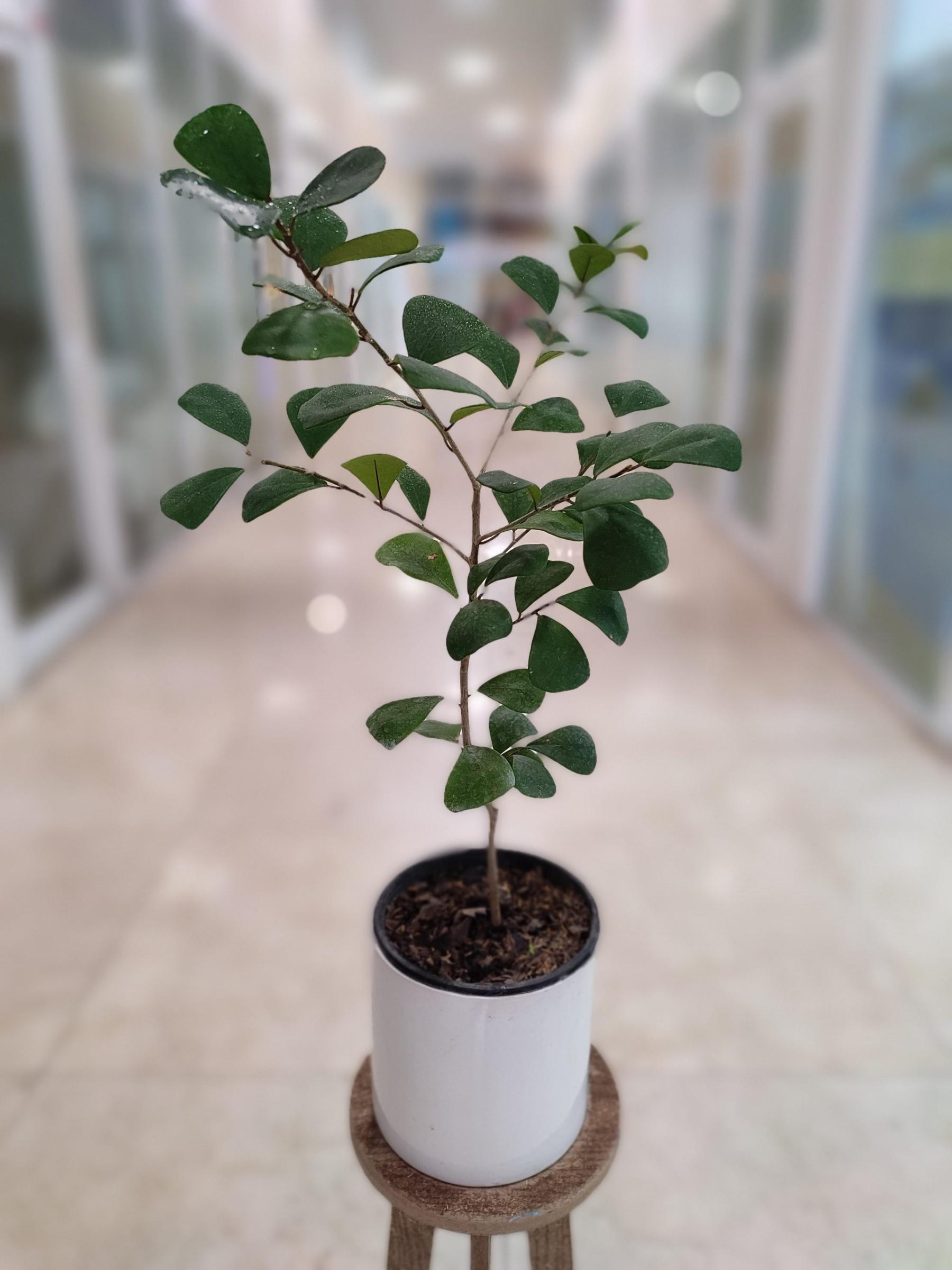 فیکوس دلتا