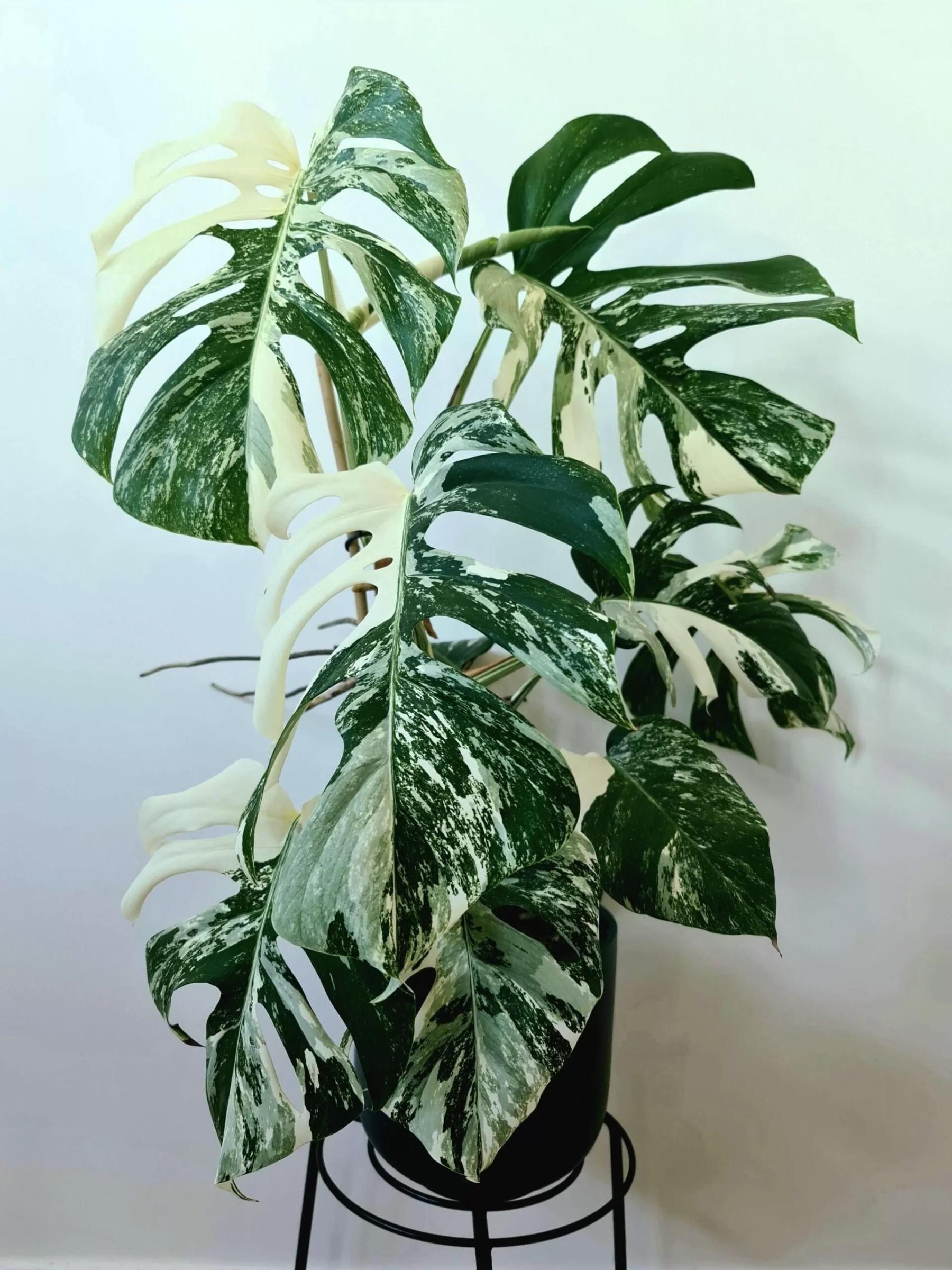 برگ انجیری ابلق