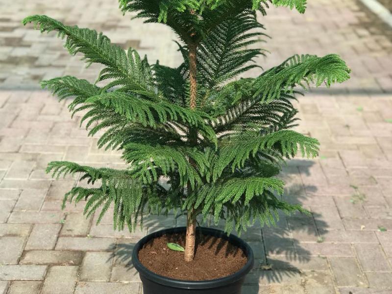 کاج مطبق