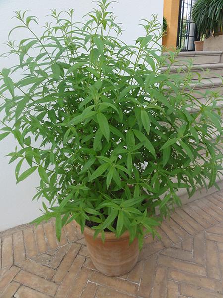 به لیمو