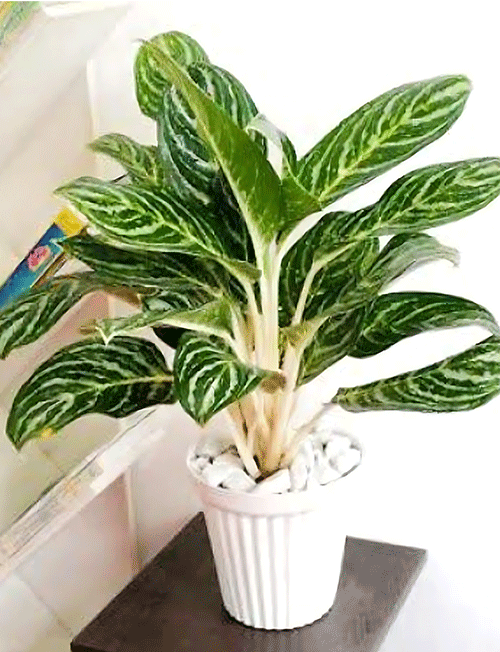 آگلونما گرین ساین