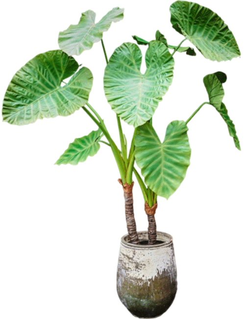 Alocasia spp