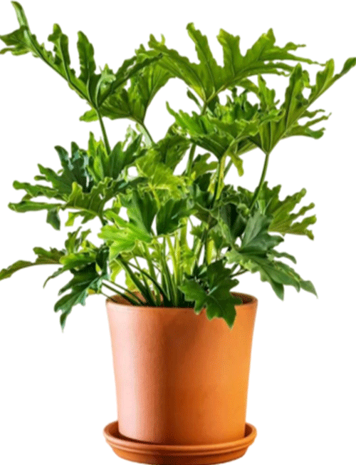 برگ انجیری فر