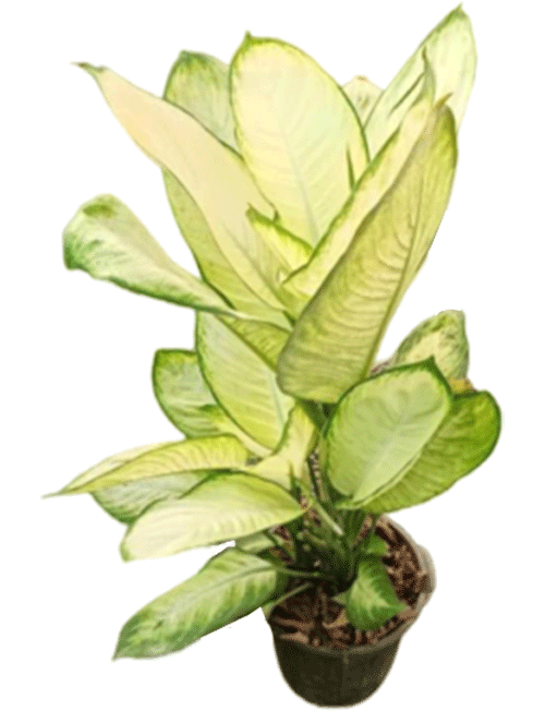 دیفن کاملیا