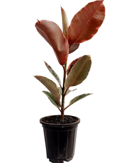 فیکوس شرابی