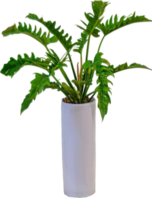 فیلودندرون کنگره‌ای
