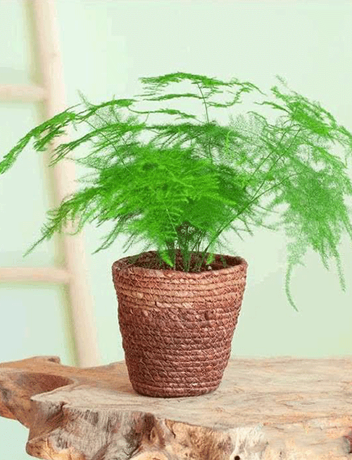 گیاه گردی (مارچوبه سرخسی)
