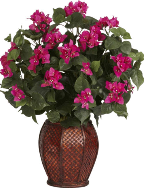 گل کاغذی