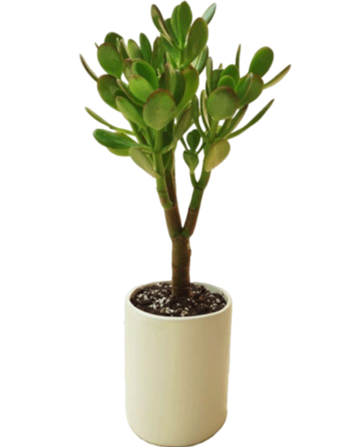 یشم