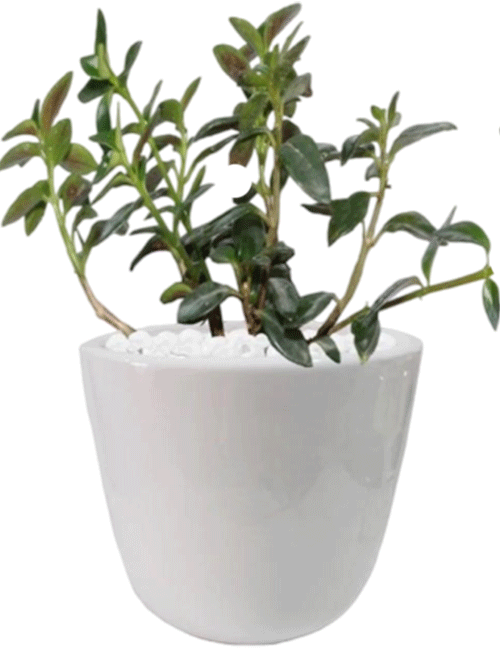 نماتانتوس
