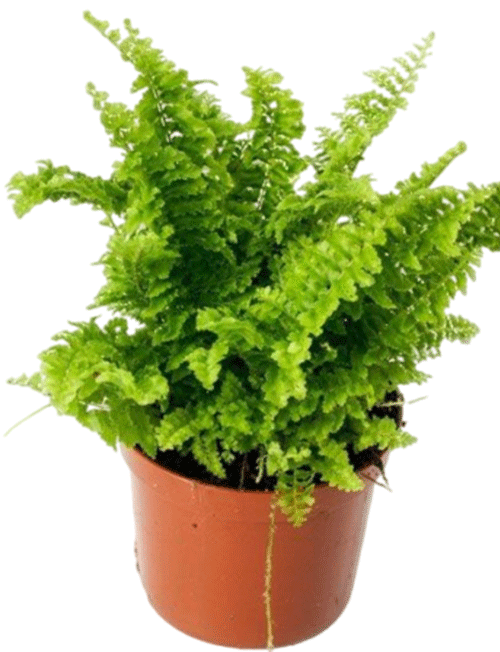 سرخس فوجر