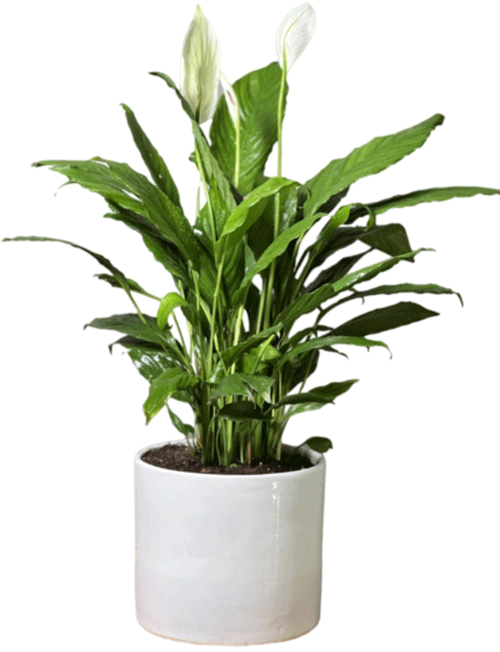 اسپاتی فیلوم (چمچمه)