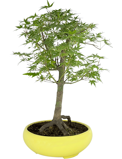 افرا