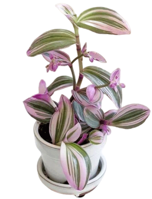 برگ بیدی