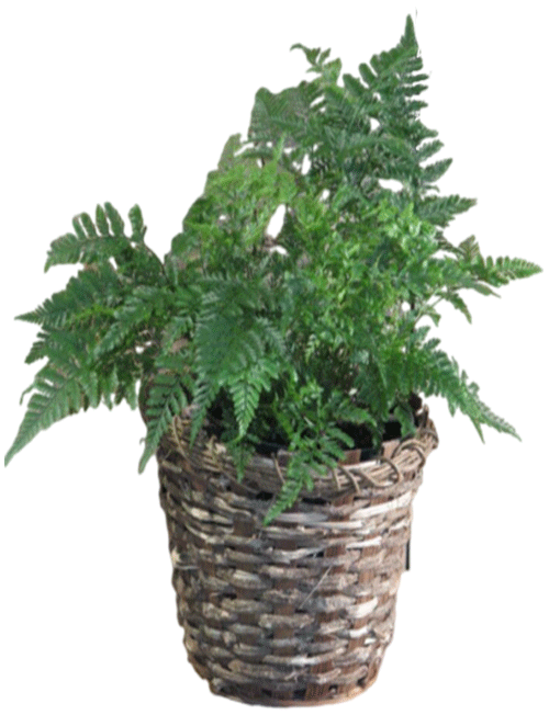 سرخس دم موشی (پای خرگوش)