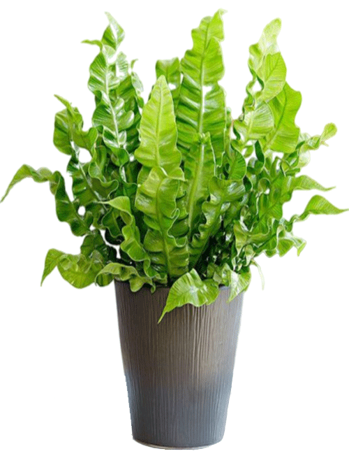 سرخس لانه پرنده