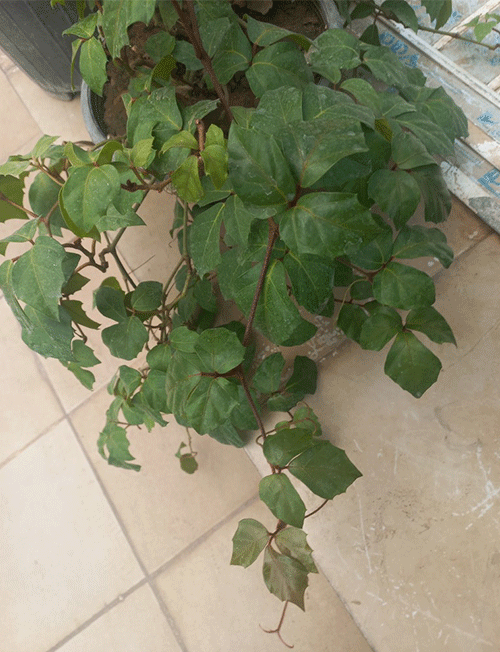 سیسوس (پیچ کانگورو)