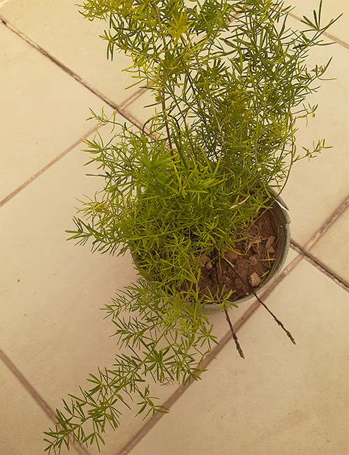 گل شویدی