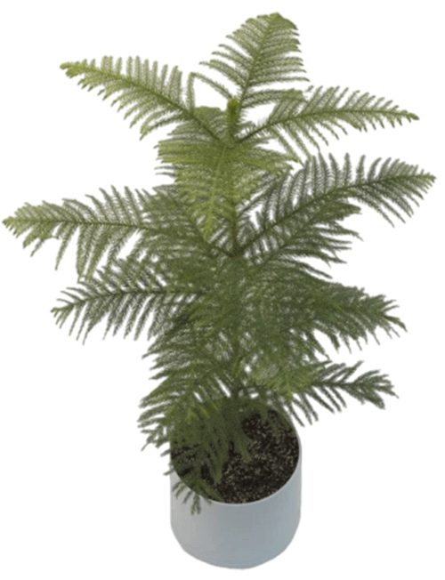 کاج مطبق