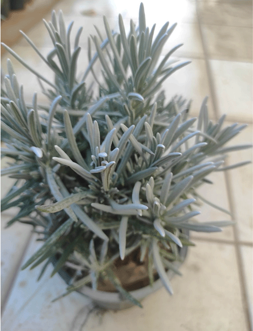 اسطوخودوس (لاوندر)