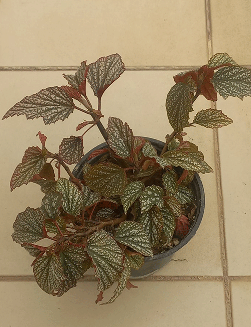 بگونیا بال فرشته ای