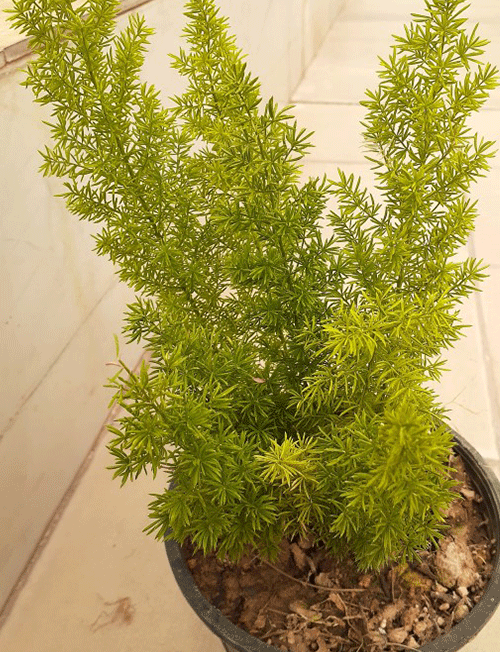 شویدی دم روباهی