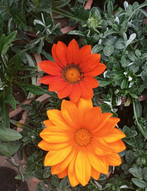 گل استئوسپرموم (مینای آفریقایی)