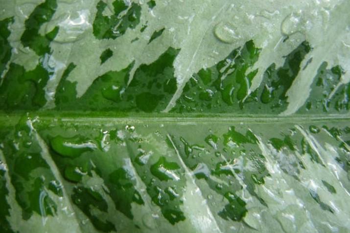 آگلونما هندوانه&zwnj;ای