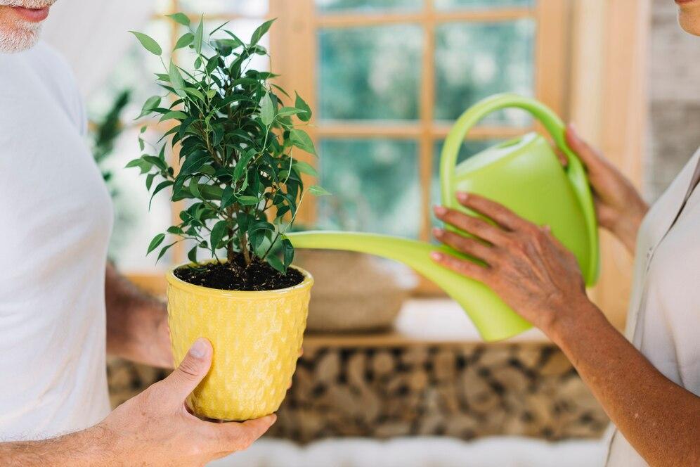 آبیاری گیاهان آپارتمانی
